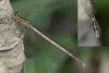 Platycnemis pennipes